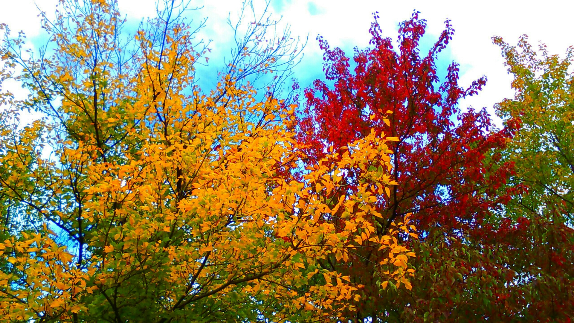 冬の旧中川はハゼの穴釣り天国だった 紅葉狩り すみだ川 橋とツリーと竿と僕