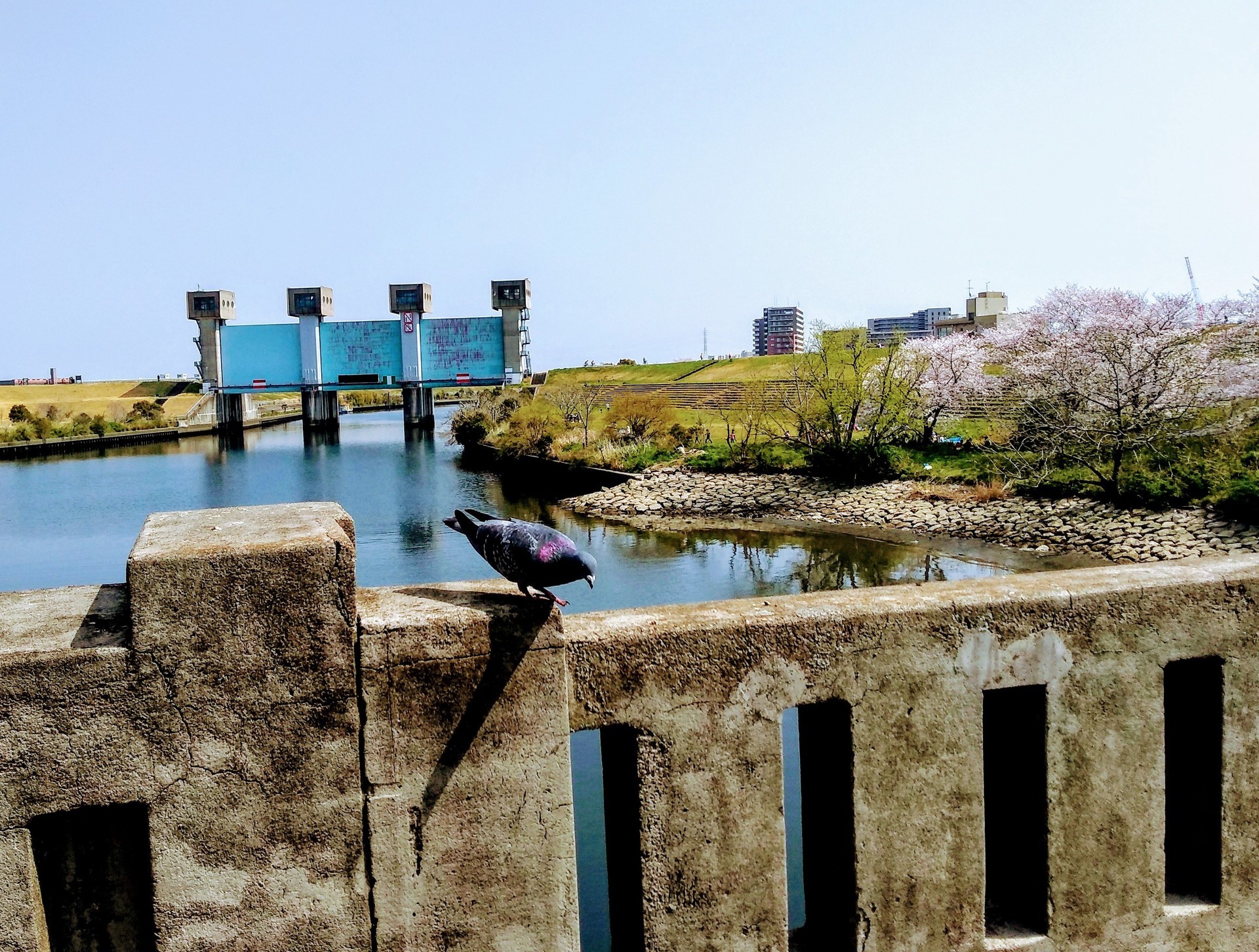 花見がてらにロッド忍ばせ岩淵水門 新河岸川 浮間公園散歩 すみだ川 橋とツリーと竿と僕