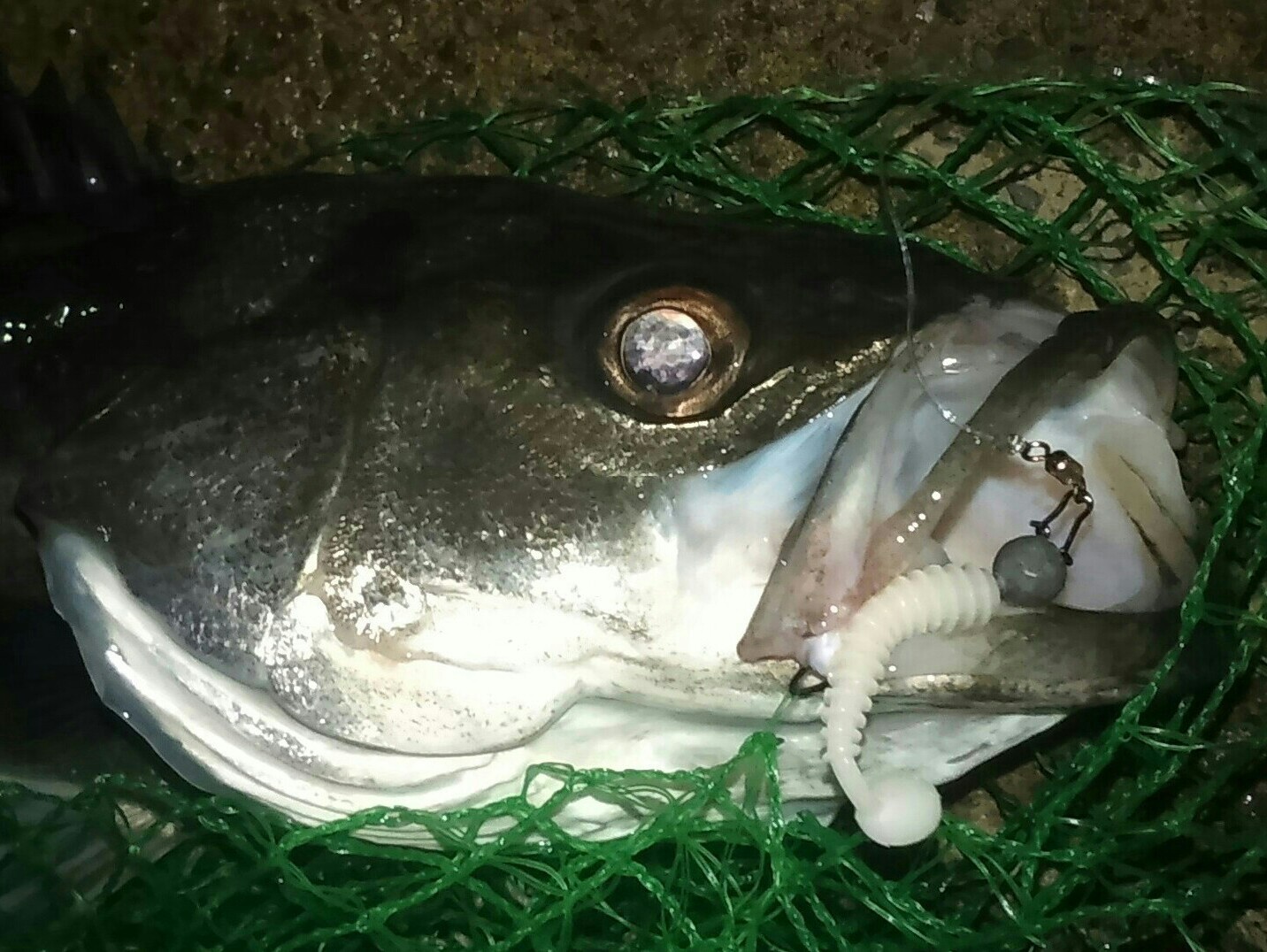 水温みシーバス釣れだす 湾奥シーバスフィッシング すみだ川 橋とツリーと竿と僕