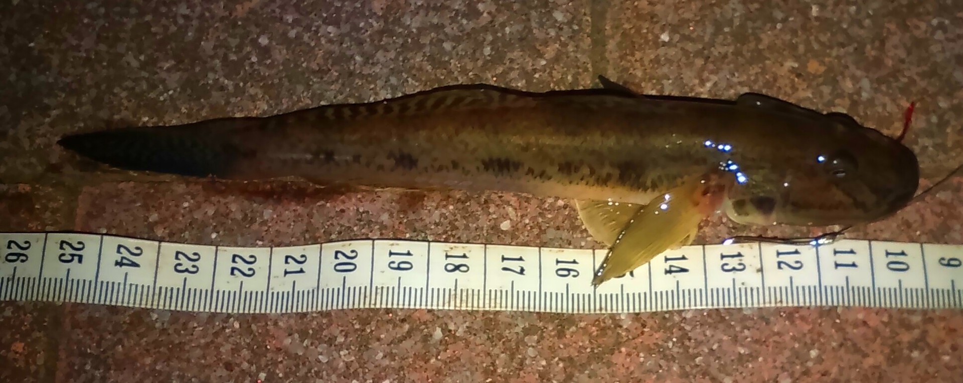 豊洲周辺で朝まで落ちハゼ釣り すみだ川 橋とツリーと竿と僕