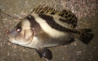 ベイエリア 湾奥 で見かけた魚 謎の生物 すみだ川 橋とツリーと竿と僕